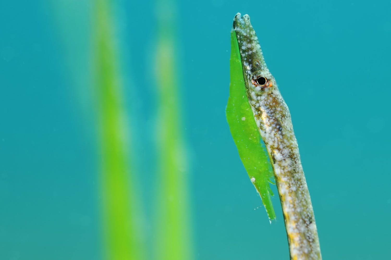 Mimicry Makro under vattnet.